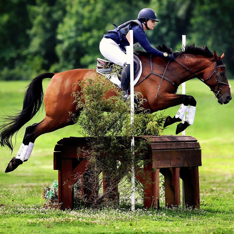 Majyk Equipe Eventing 4 Pack (Fronts and Hinds) Boyd Martin Series