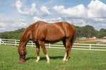 GG Equine GreenGuard Grazing Muzzle