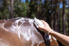 Hairy Pony Wash Bay Brush