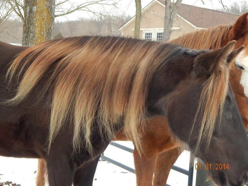 Mane-ly Long Hair Polish Protector