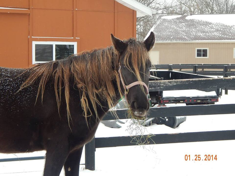 Mane-ly Long Hair Polish Protector