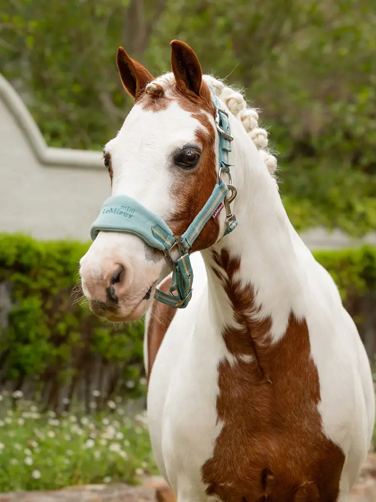 Tête de mule : que veut dire cette expression Tête de mule : que veut dire cette expression
