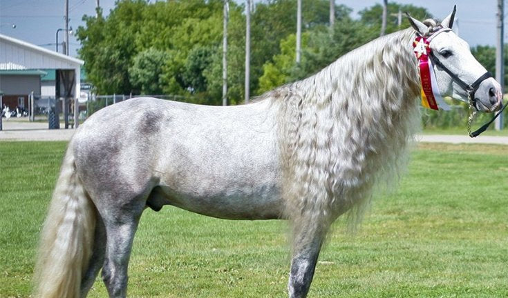 Mane-ly Long Hair Conditioner/Repair